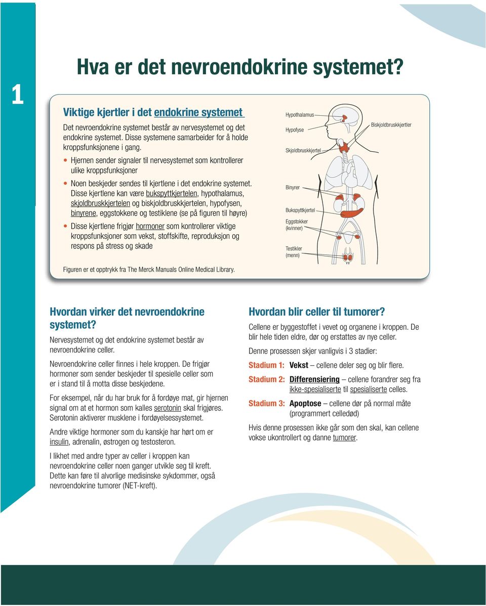 Hjernen sender signaler til nervesystemet som kontrollerer ulike kroppsfunksjoner Noen beskjeder sendes til kjertlene i det endokrine systemet.