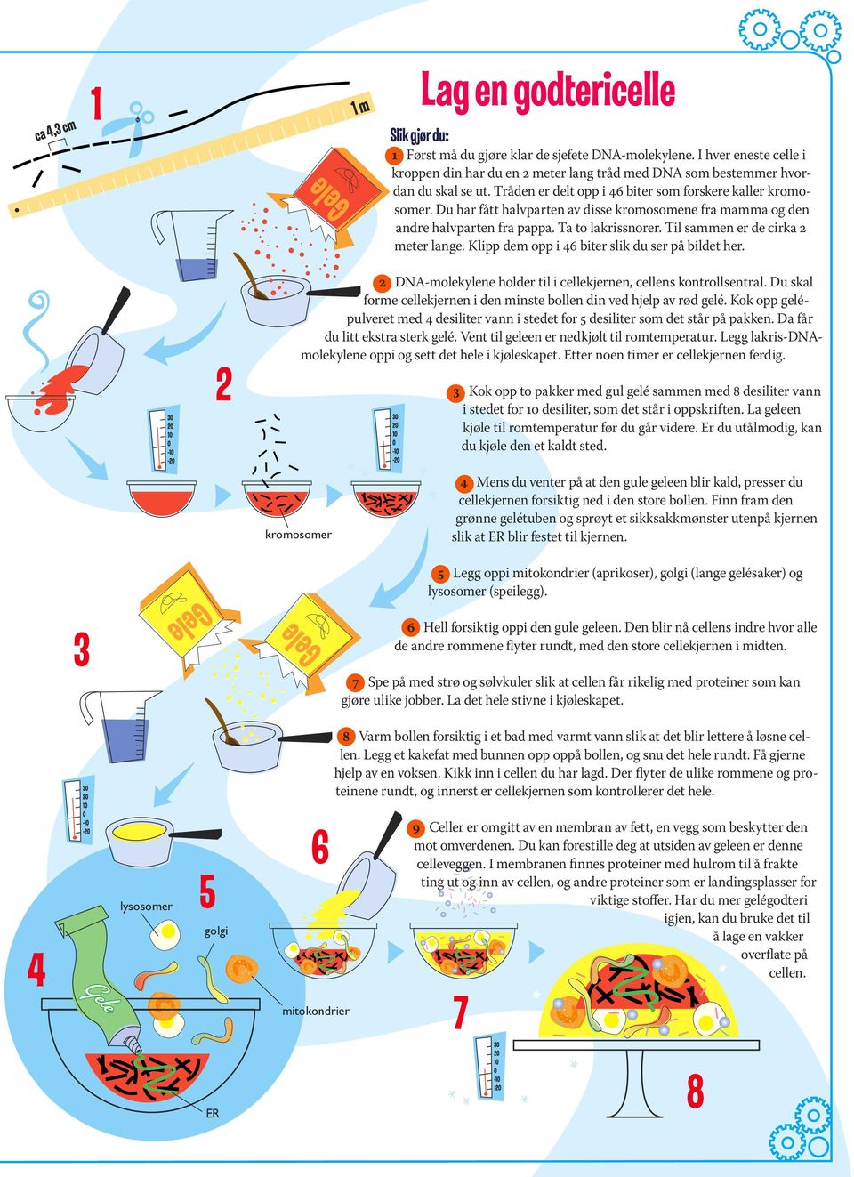 Til sammen er de cirka 2 meter lange. Klipp dem opp i 46 biter slik du ser på bildet her. 2 DNA-molekylene holder til i cellekjernen, cellens kontrollsentral.