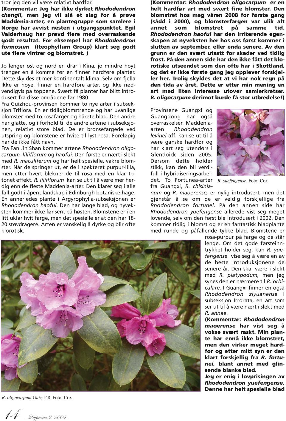Egil Valderhaug har prøvd flere med overraskende godt resultat. For eksempel har Rhododendron formosum (Iteophyllum Group) klart seg godt ute flere vintrer og blomstret.