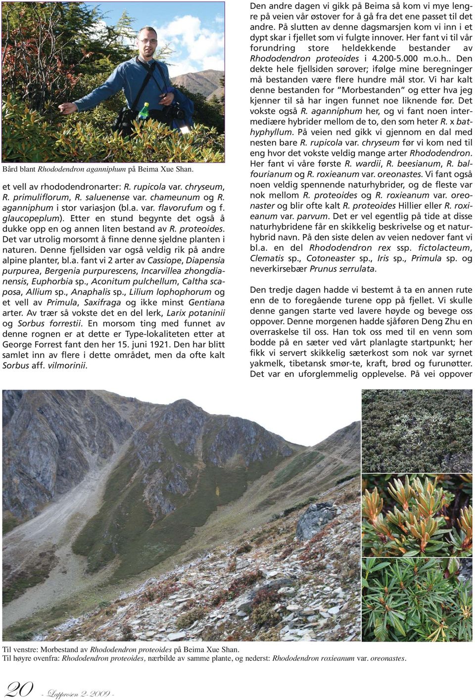 Denne fjellsiden var også veldig rik på andre alpine planter, bl.a. fant vi 2 arter av Cassiope, Diapensia purpurea, Bergenia purpurescens, Incarvillea zhongdianensis, Euphorbia sp.