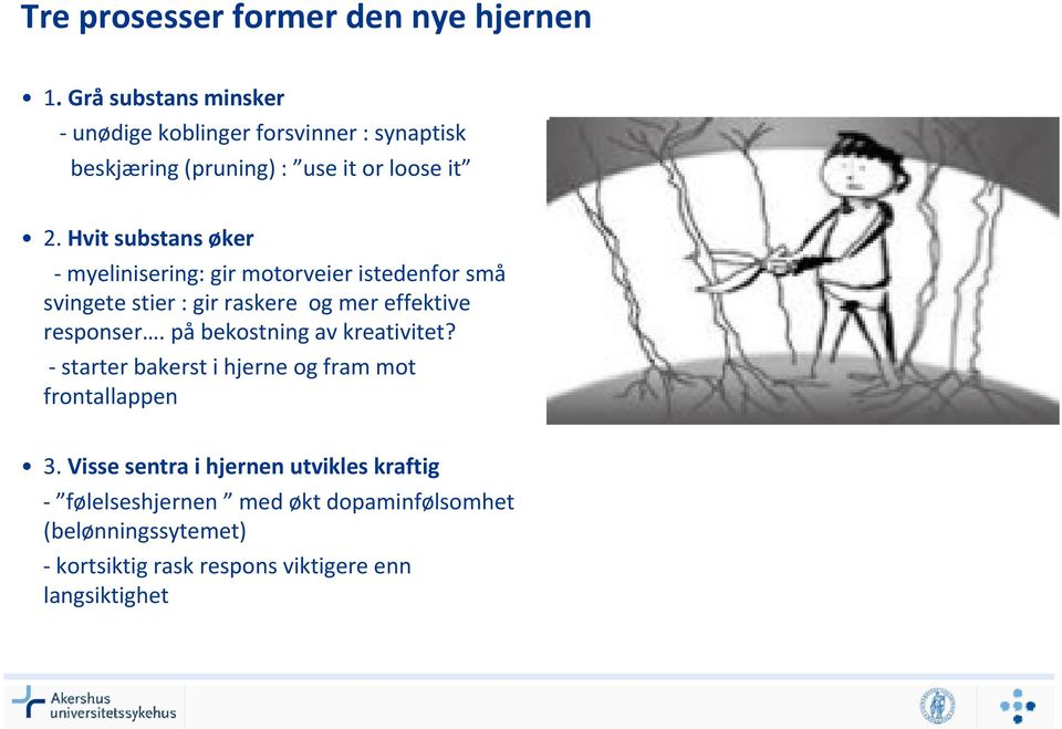 Hvit substans øker myelinisering: gir motorveier istedenfor små svingete stier : gir raskere og mer effektive responser.