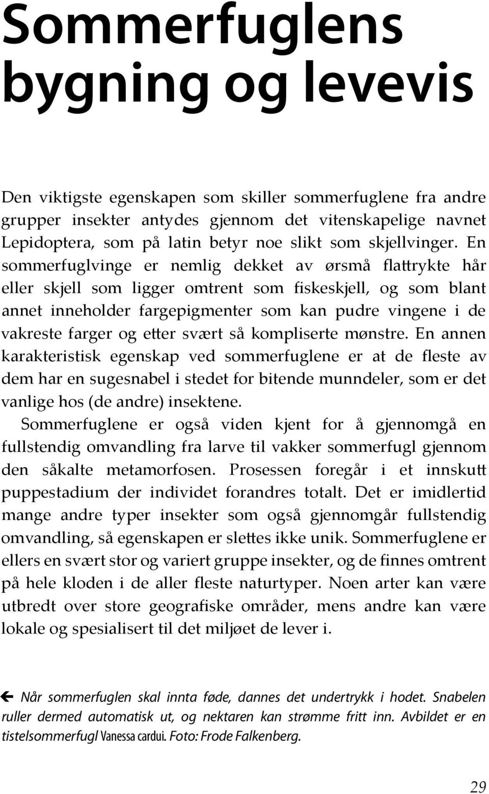 En sommerfuglvinge er nemlig dekket av ørsmå flattrykte hår eller skjell som ligger omtrent som fiskeskjell, og som blant annet inneholder fargepigmenter som kan pudre vingene i de vakreste farger og