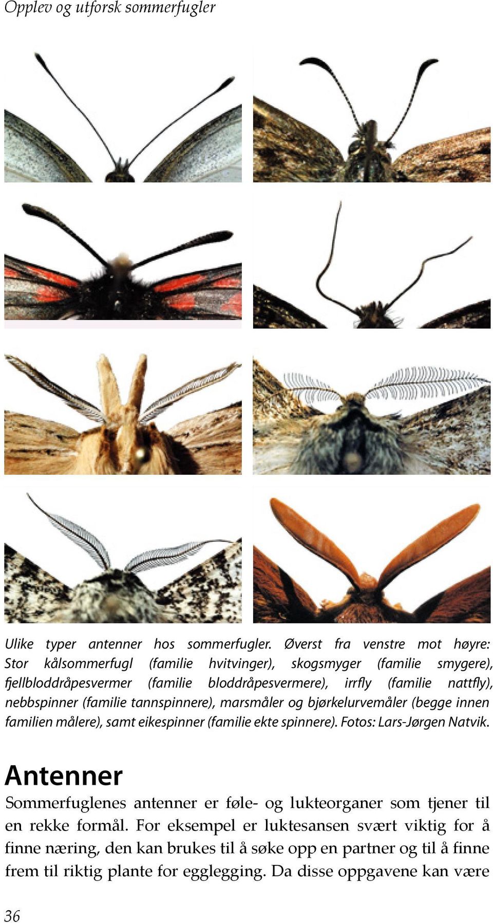 nattfly), nebbspinner (familie tannspinnere), marsmåler og bjørkelurvemåler (begge innen familien målere), samt eikespinner (familie ekte spinnere). Fotos: Lars-Jørgen Natvik.