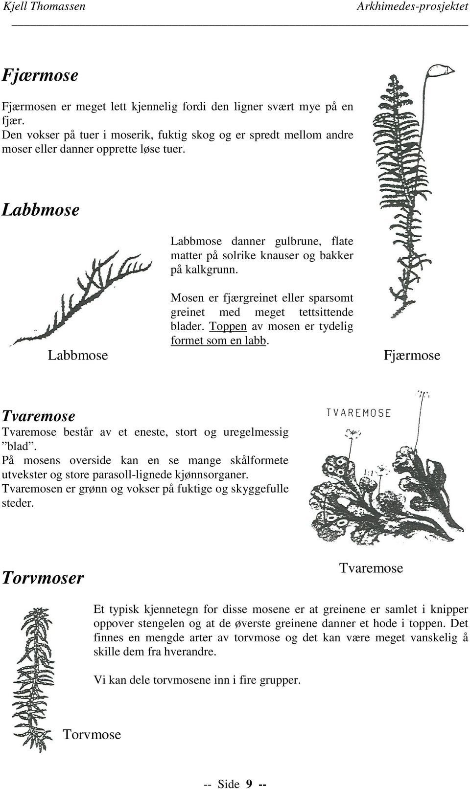 Toppen av mosen er tydelig formet som en labb. Fjærmose Tvaremose Tvaremose består av et eneste, stort og uregelmessig blad.