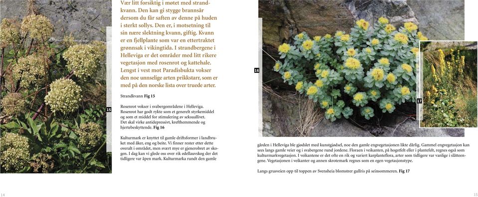 Lengst i vest mot Paradisbukta vokser den noe unnselige arten prikkstarr, som er med på den norske lista over truede arter. 16 15 Strandkvann Fig 15 Rosenrot vokser i svabergområdene i Helleviga.