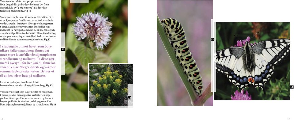 Den meterhøye planten inneholder hvit melkesaft. Se nøye på blomstene, de er noe for seg selv den hunnlige blomsten har mistet blomsterdekket og nektar produseres i egne støtteblad.