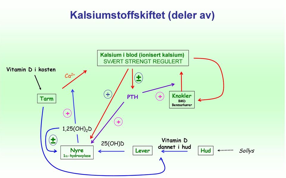 Tarm ± + 1,25(OH) 2 D Nyre 1 -hydroxylase + 25(OH)D PTH