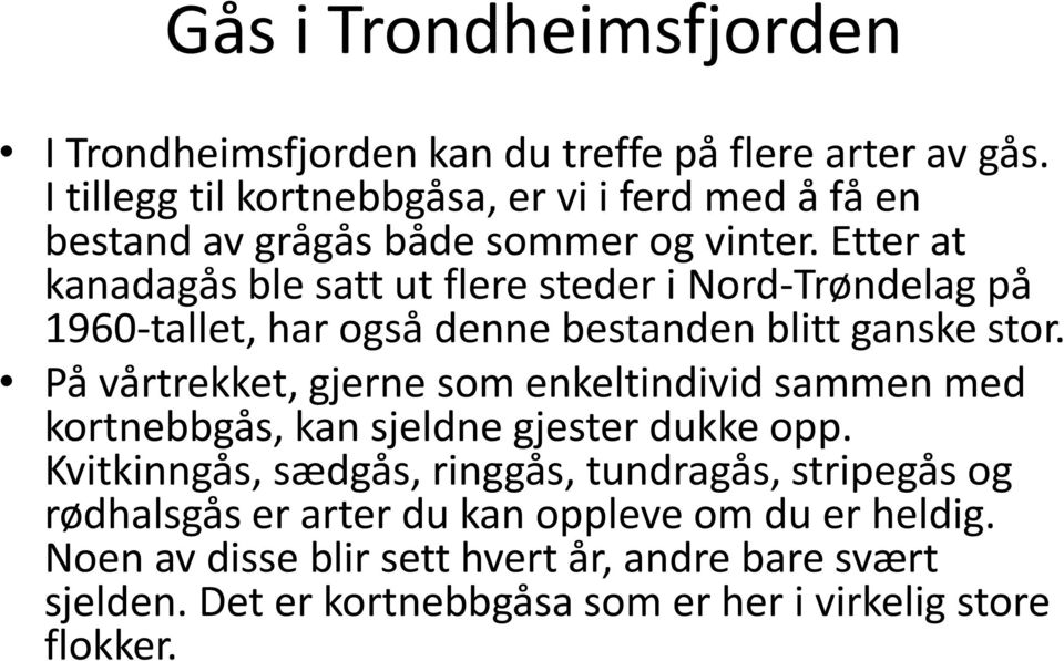 Etter at kanadagås ble satt ut flere steder i Nord-Trøndelag på 1960-tallet, har også denne bestanden blitt ganske stor.