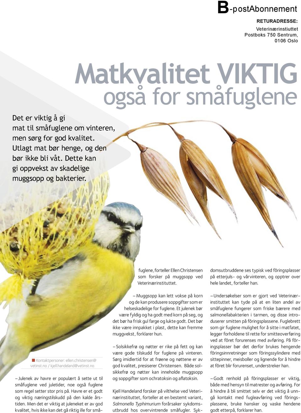 Matkvalitet viktig også for småfuglene Julenek av havre er populært å sette ut til småfuglene ved juletider, noe også fuglene som regel setter stor pris på.