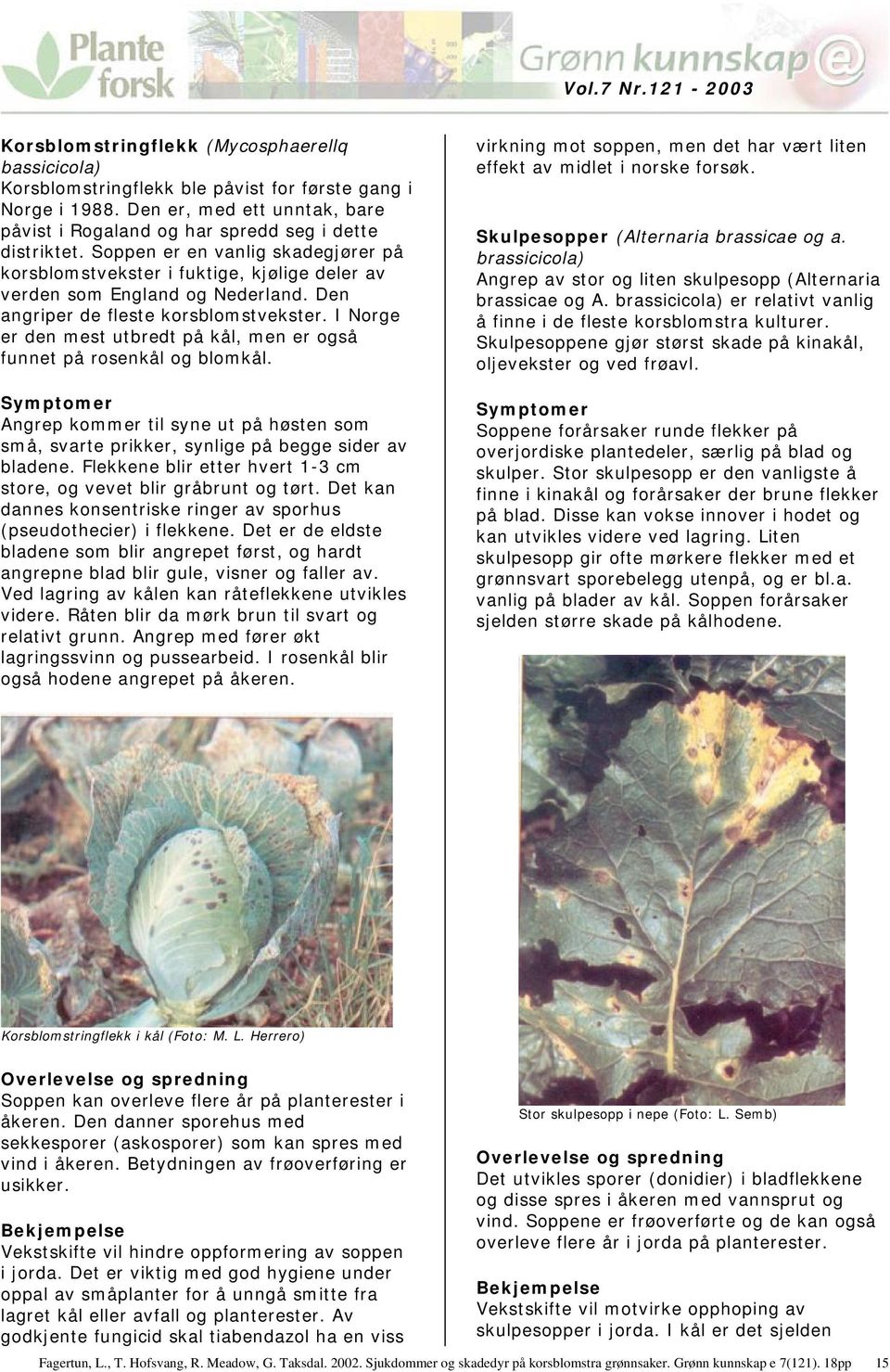 I Norge er den mest utbredt på kål, men er også funnet på rosenkål og blomkål. Angrep kommer til syne ut på høsten som små, svarte prikker, synlige på begge sider av bladene.