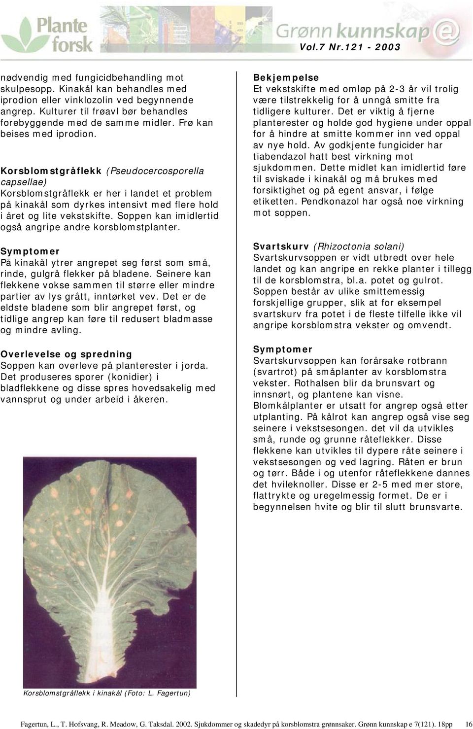 Soppen kan imidlertid også angripe andre korsblomstplanter. På kinakål ytrer angrepet seg først som små, rinde, gulgrå flekker på bladene.