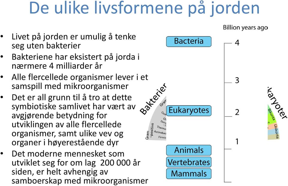 symbiotiske samlivet har vært av avgjørende betydning for utviklingen av alle flercellede organismer, samt ulike vev og organer