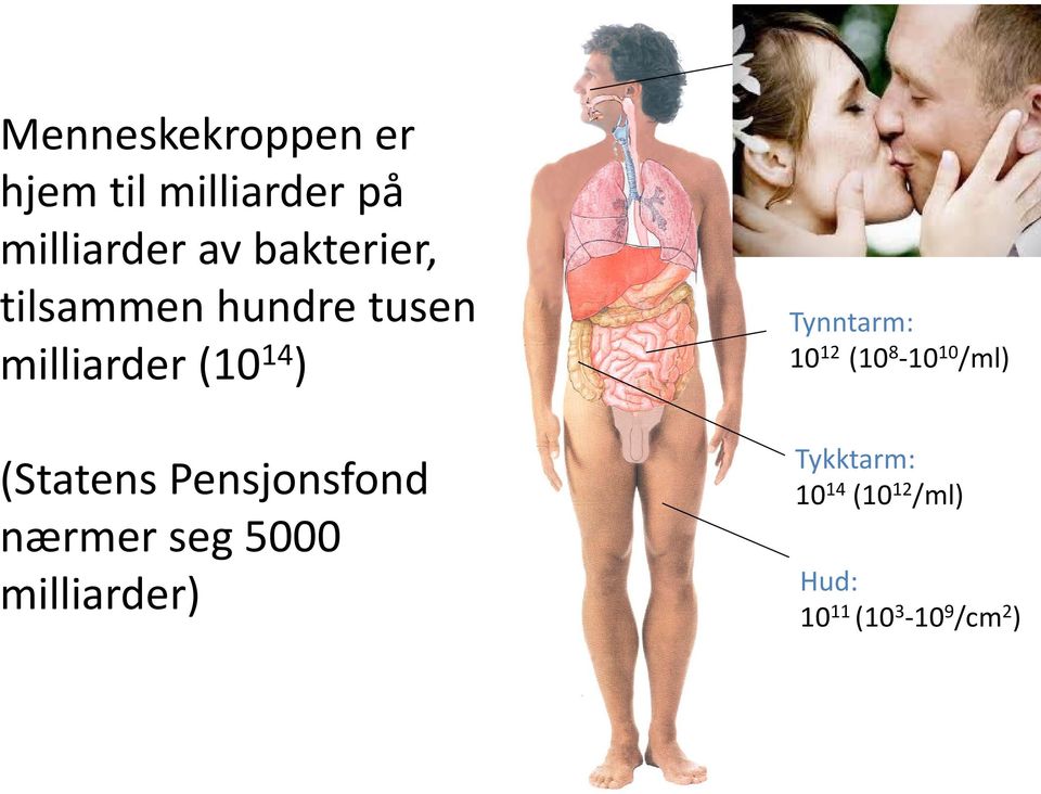 milliarder) Øvre luftveier: 10 10 (10 8 /ml spytt (>600 ulike arter))