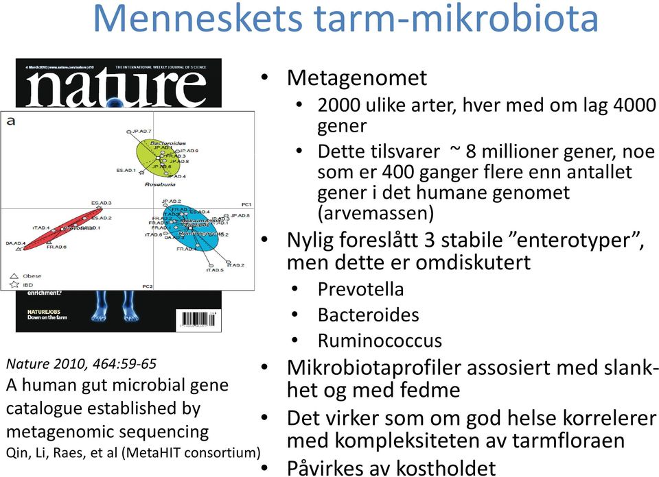 antallet gener i det humane genomet (arvemassen) Nylig foreslått 3 stabile enterotyper, men dette er omdiskutert Prevotella Bacteroides