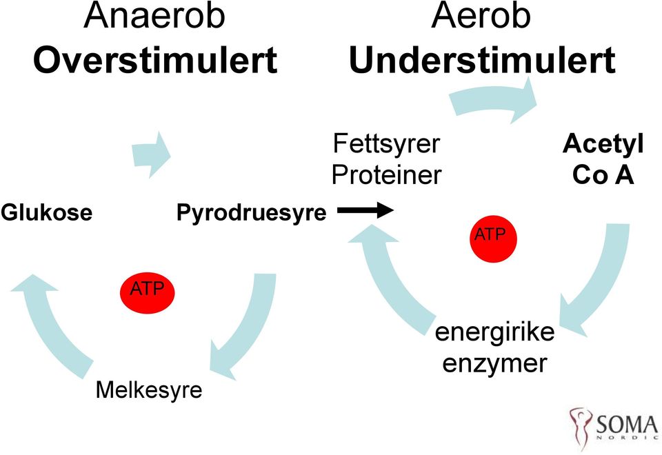 Pyrodruesyre Fettsyrer Proteiner