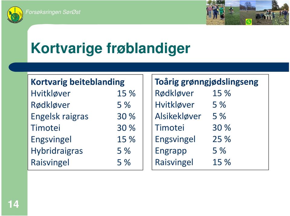 Raisvingel 5 % Toårig grønngjødslingseng Rødkløver 15 % Hvitkløver 5 %