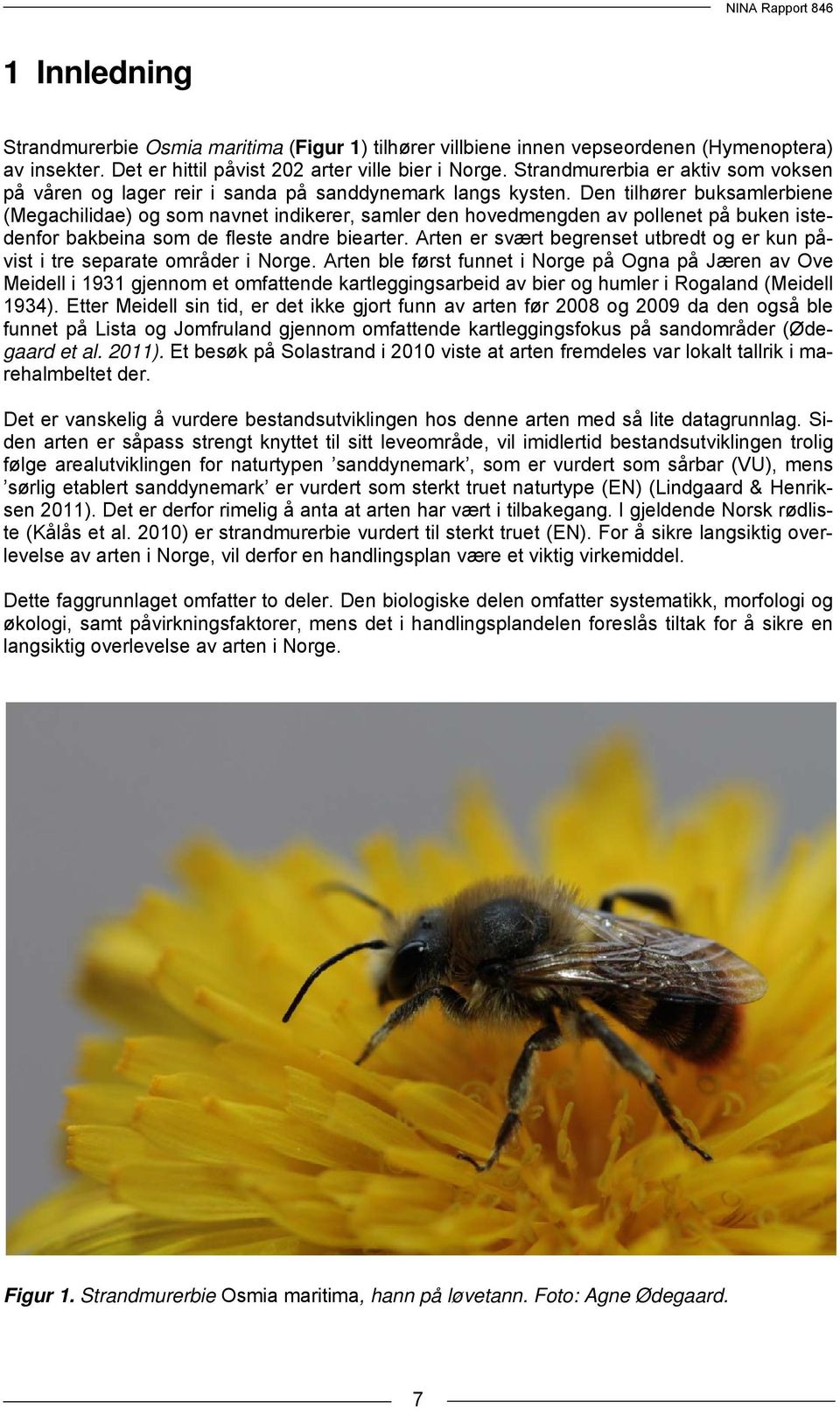 Den tilhører buksamlerbiene (Megachilidae) og som navnet indikerer, samler den hovedmengden av pollenet på buken istedenfor bakbeina som de fleste andre biearter.