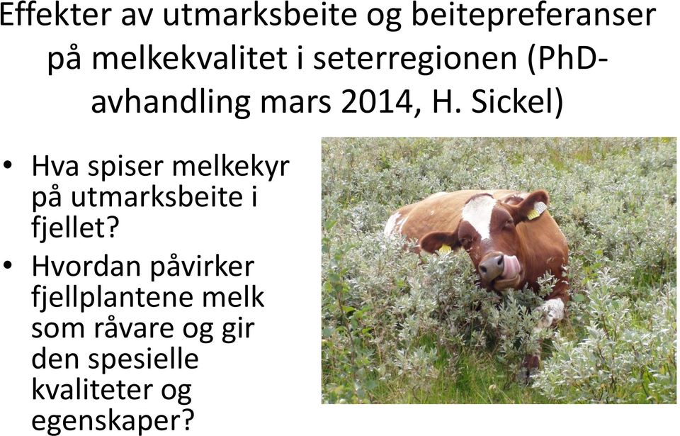 Sickel) Hv spiser melkekyr på utmrksbeite i fjellet?