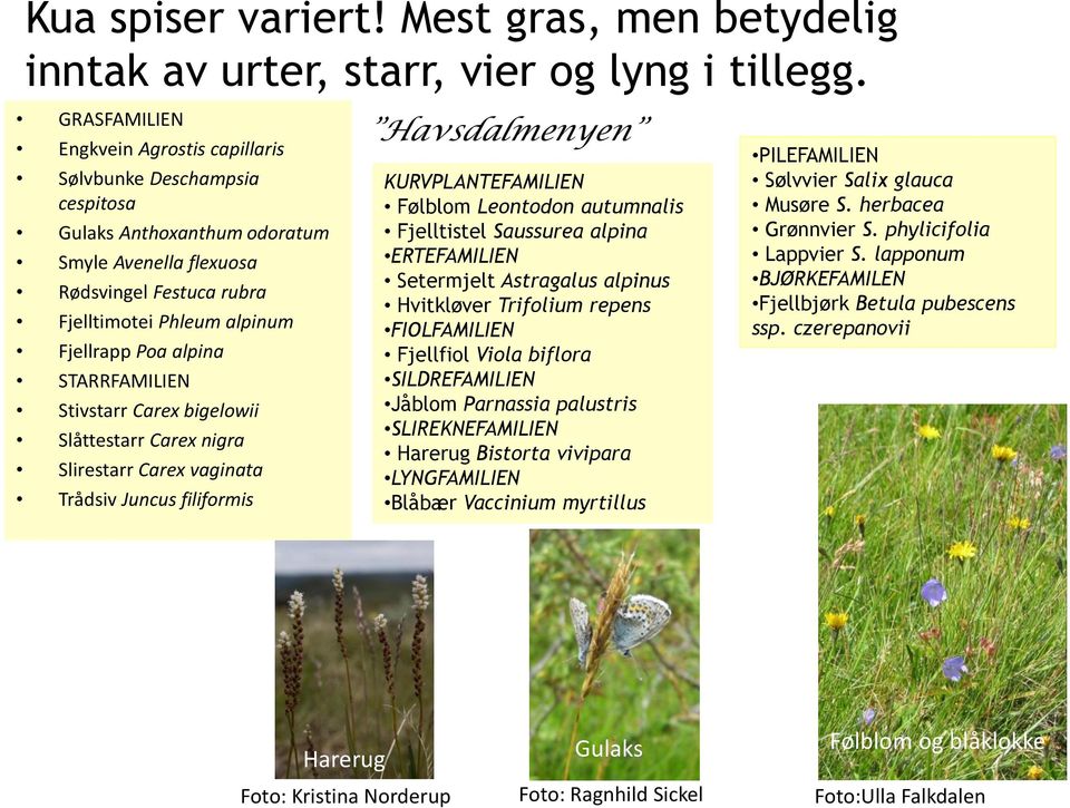 Stivstrr Crex bigelowii Slåttestrr Crex nigr Slirestrr Crex vgint Trådsiv Juncus filiformis Hvsdlmenyen KURVPLANTEFAMILIEN Følblom Leontodon utumnlis Fjelltistel Sussure lpin ERTEFAMILIEN Setermjelt