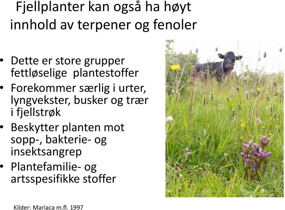 lyngvekster, busker og trær i fjellstrøk Beskytter plnten mot sopp-,