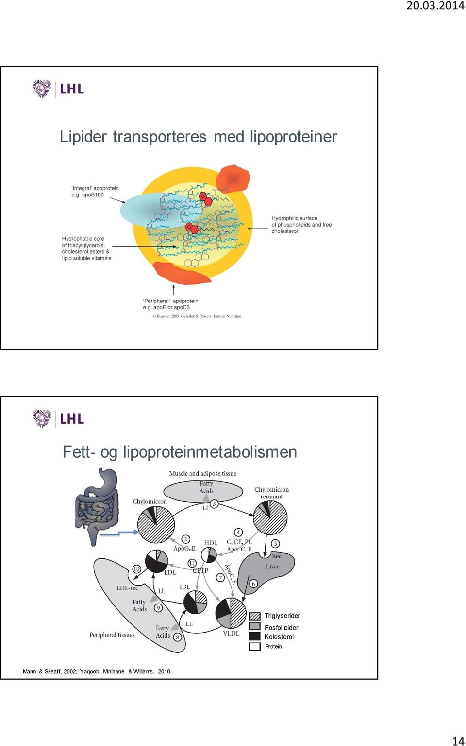 Triglyserider Fosfolipider Kolesterol