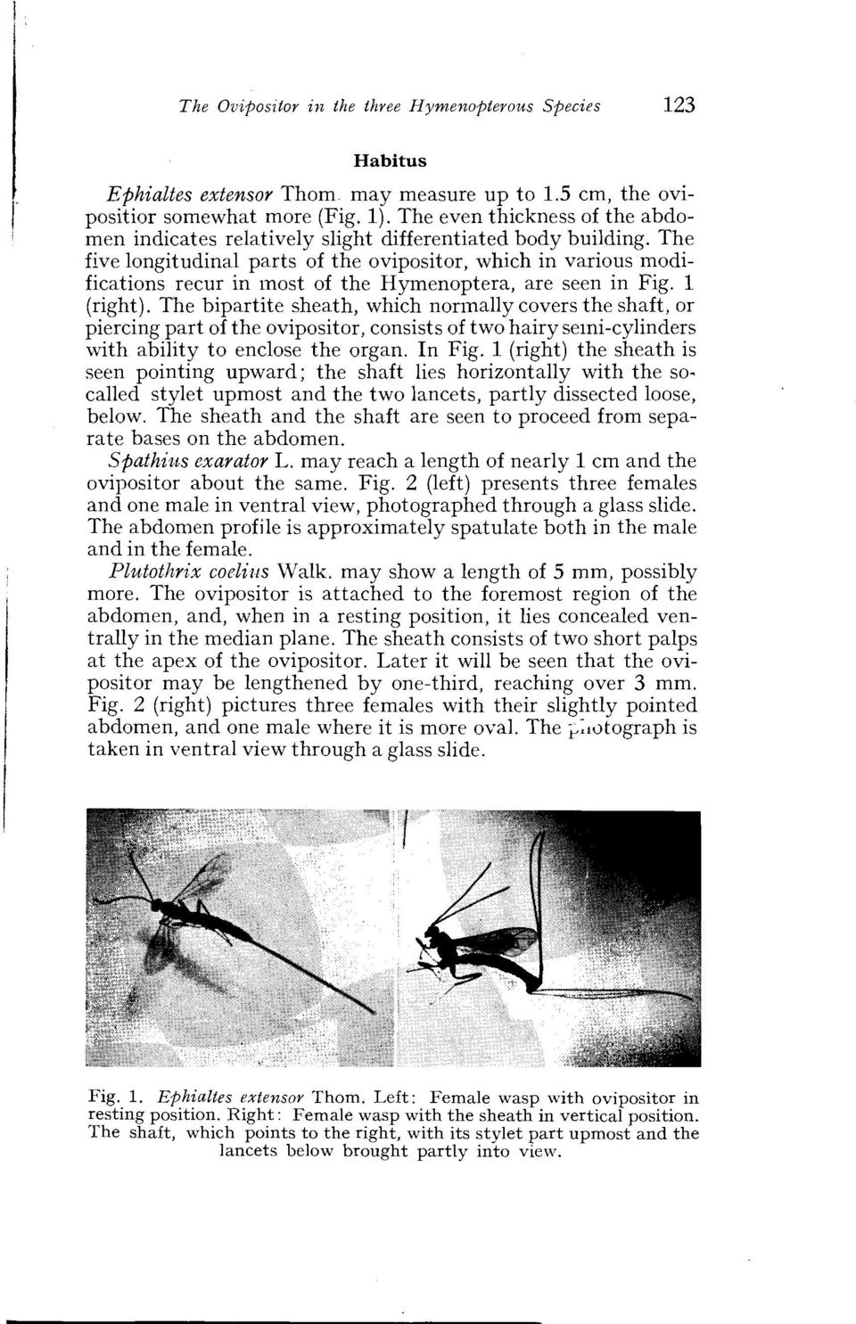 The five longitudinal parts of the ovipositor, which in various modifications recur in most of the Hymenoptera, are seen in Fig. 1 (right).