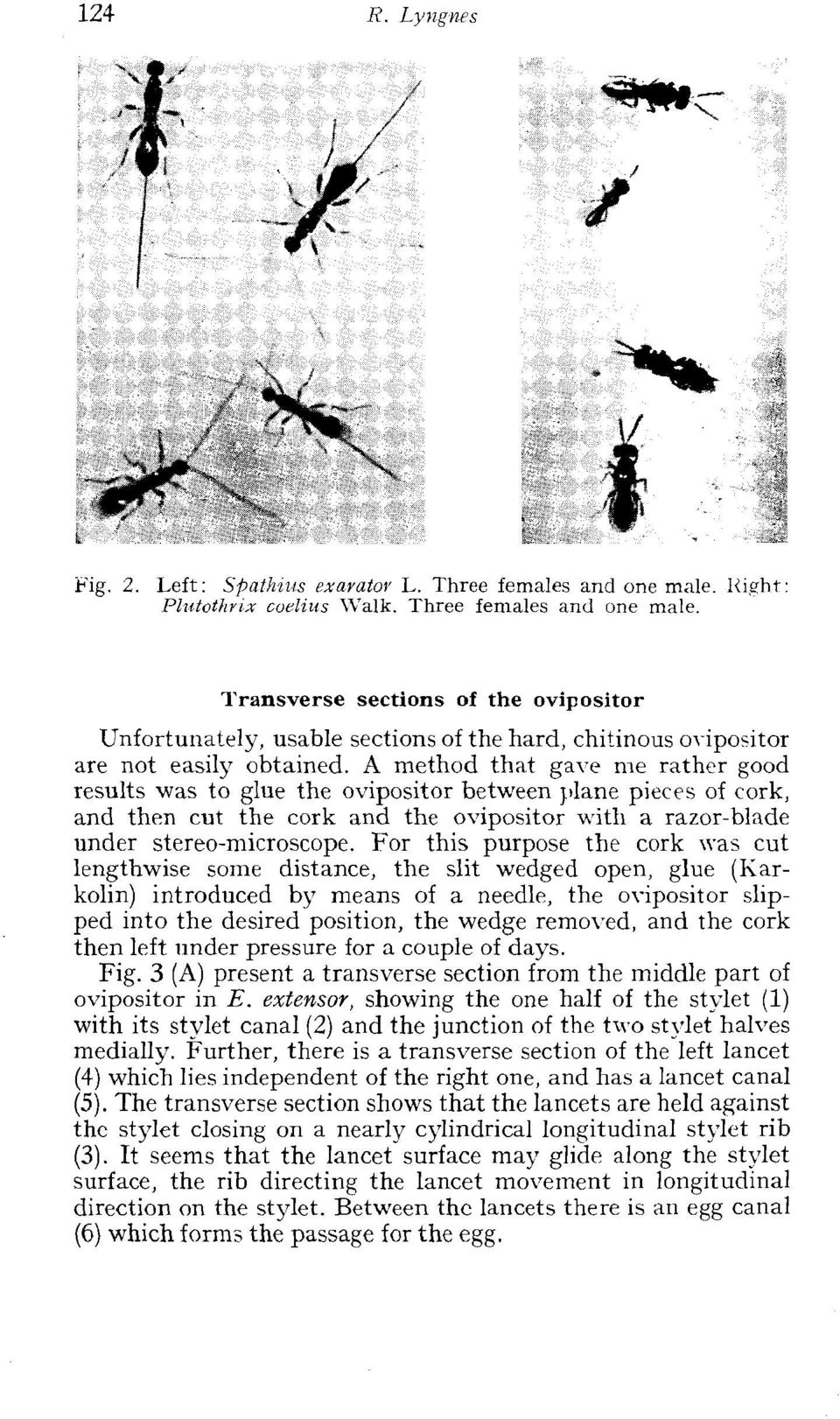 For this purpose the cork was cut lengthwise sorne distance, the slit wedged open, glue (Karkolin) introduced by means of a needle, the ovipositor slipped into the desired position, the wedge