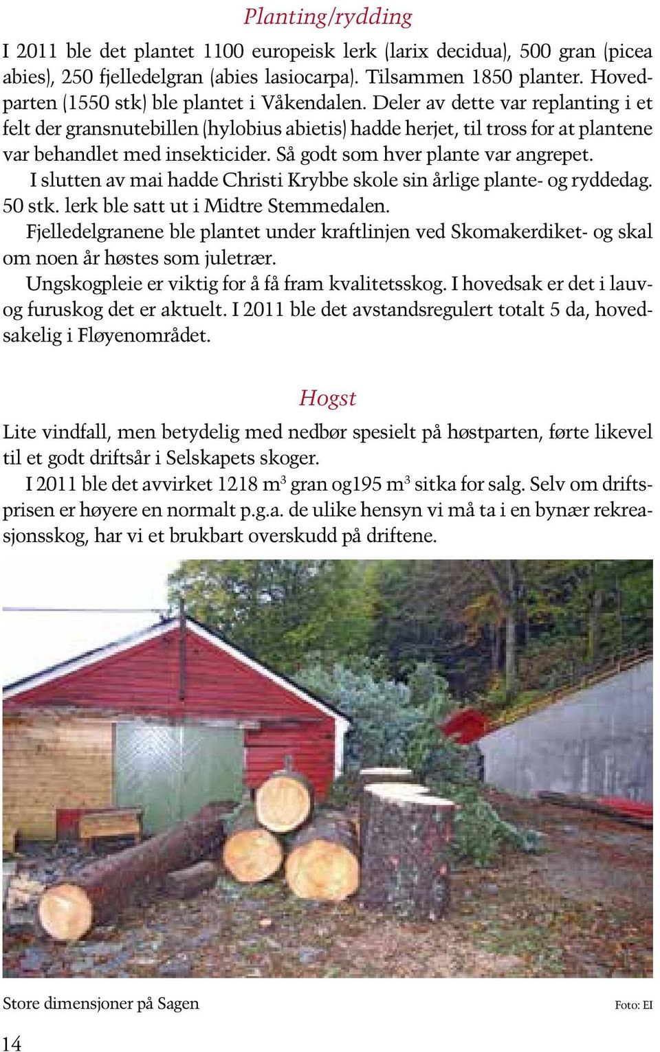 Så godt som hver plante var angrepet. I slutten av mai hadde Christi Krybbe skole sin årlige plante- og ryddedag. 50 stk. lerk ble satt ut i Midtre Stemmedalen.