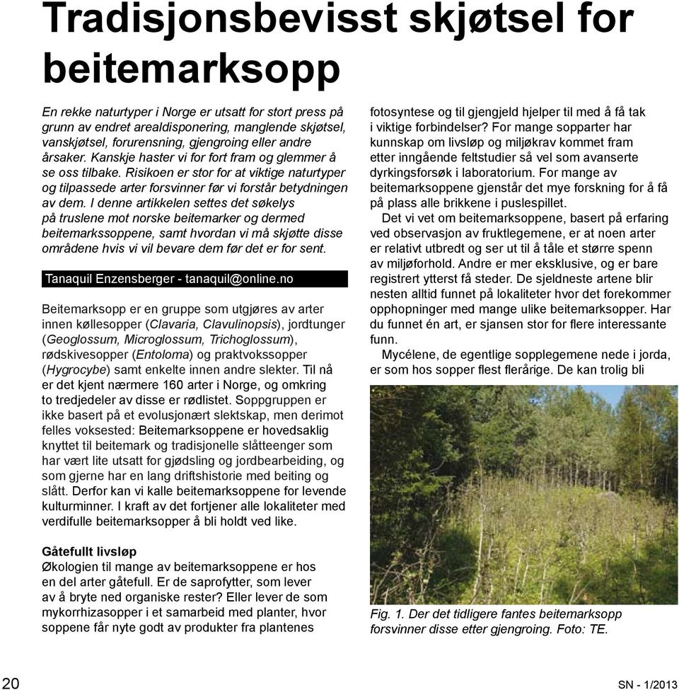 I denne artikkelen settes det søkelys på truslene mot norske beitemarker og dermed beitemarkssoppene, samt hvordan vi må skjøtte disse områdene hvis vi vil bevare dem før det er for sent.