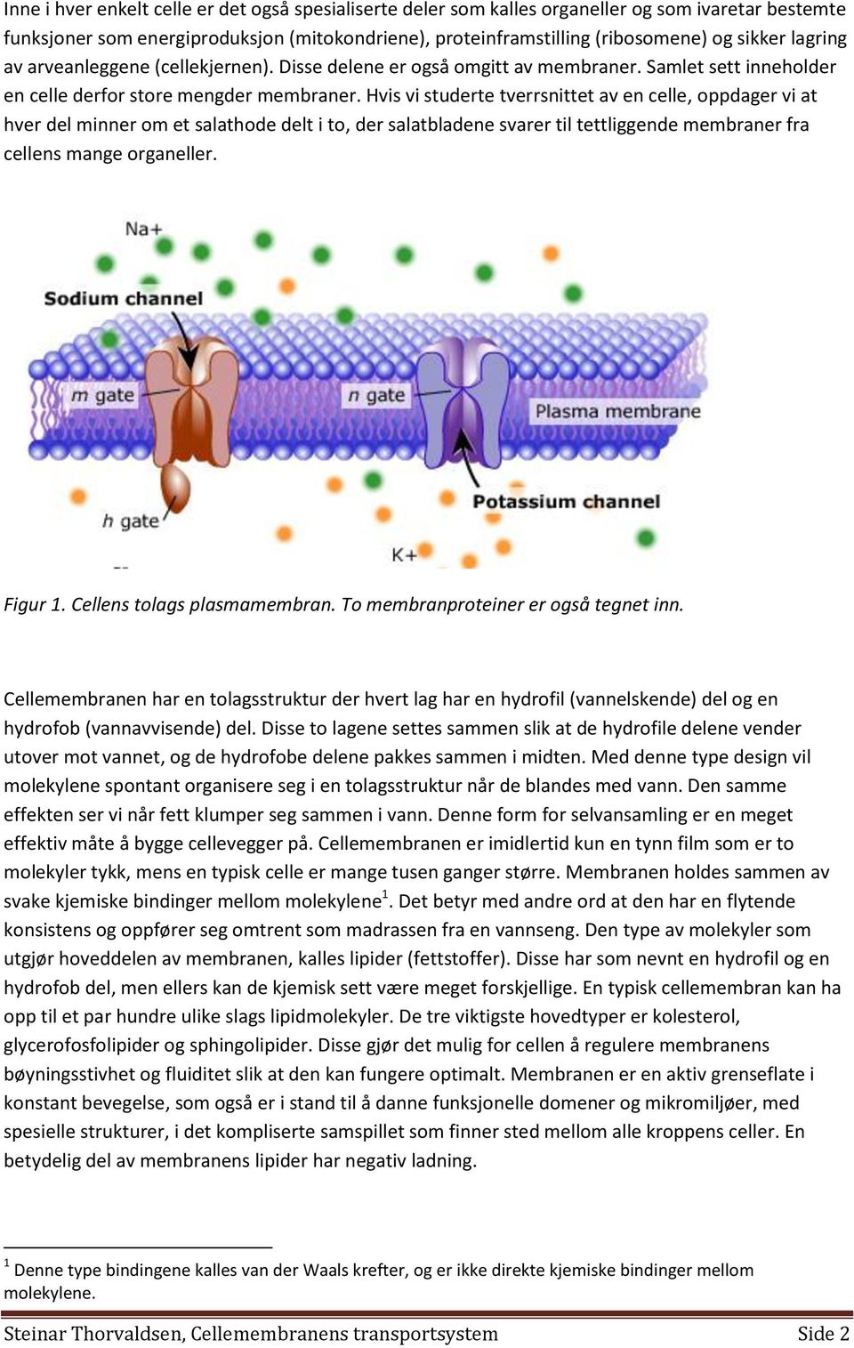 Hvis vi studerte tverrsnittet av en celle, oppdager vi at hver del minner om et salathode delt i to, der salatbladene svarer til tettliggende membraner fra cellens mange organeller. Figur 1.