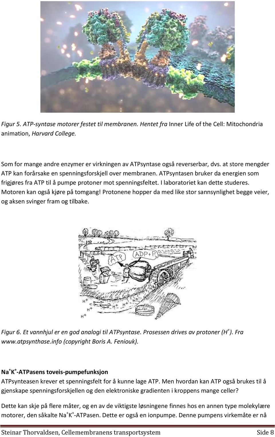 ATPsyntasen bruker da energien som frigjøres fra ATP til å pumpe protoner mot spenningsfeltet. I laboratoriet kan dette studeres. Motoren kan også kjøre på tomgang!