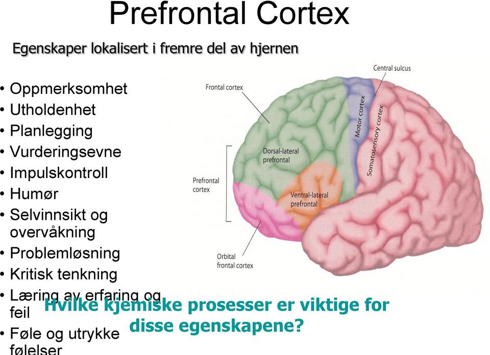 erfaring og feil Føle og utrykke Prefrontal Cortex Egenskaper lokalisert i