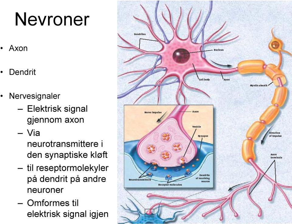 synaptiske kløft til reseptormolekyler på dendrit