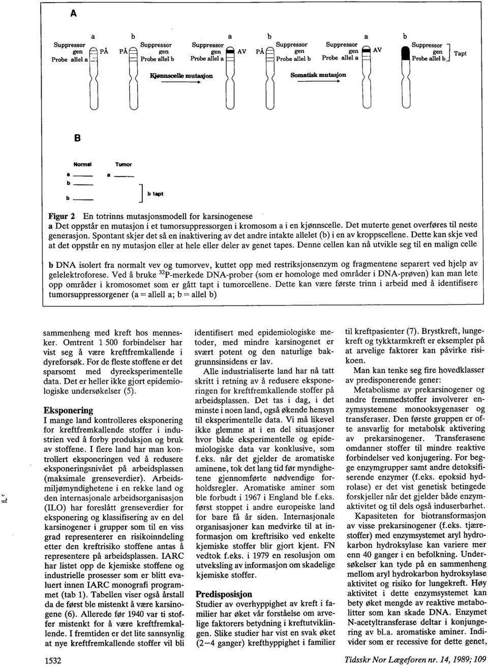 Somati mutaon. B Noal Tum a_ b_ a_ b_ J b tapt Figur 2 En totrinns mutasjonsmodell for karsinogenese a Det oppstår en mutasjon i et tumorsuppressorgen i kromosom a i en kjønnscelle.