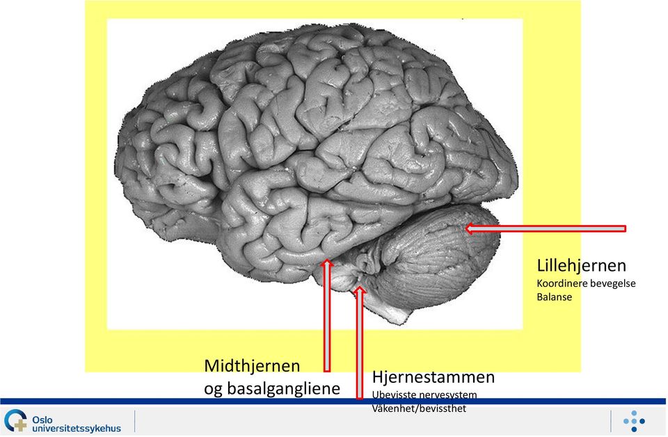 og basalgangliene Hjernestammen