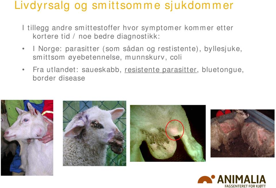 parasitter (som sådan og restistente), byllesjuke, smittsom øyebetennelse,