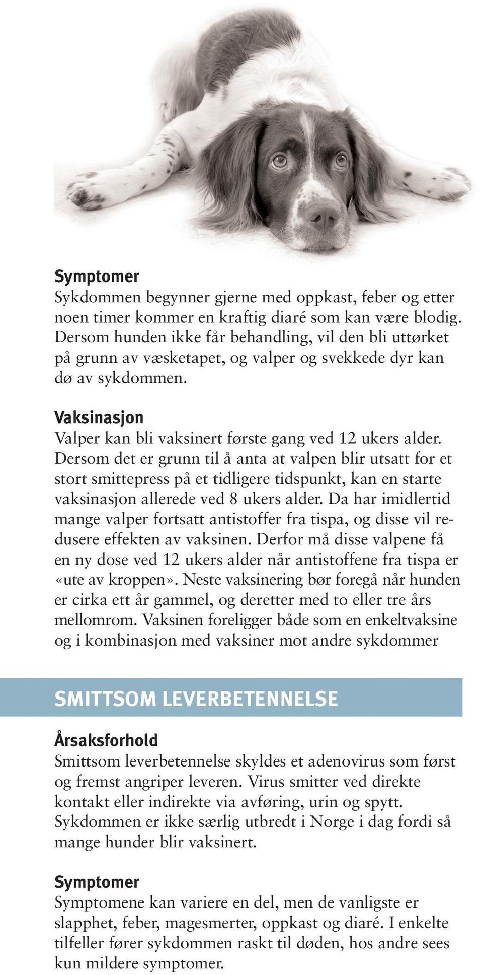 Dersom det er grunn til å anta at valpen blir utsatt for et stort smittepress på et tidligere tidspunkt, kan en starte vaksinasjon allerede ved 8 ukers alder.