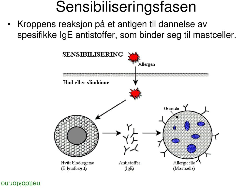 av spesifikke IgE antistoffer, som