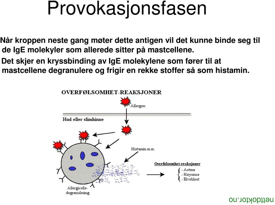 mastcellene.