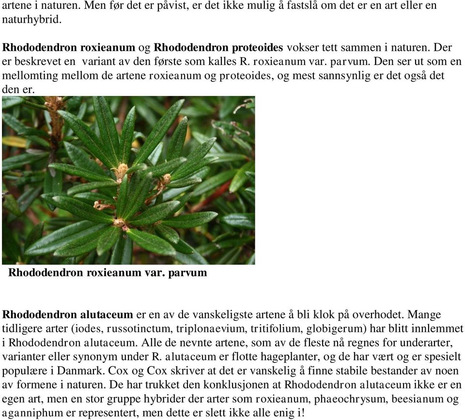 Rhododendron roxieanum var. parvum Rhododendron alutaceum er en av de vanskeligste artene å bli klok på overhodet.