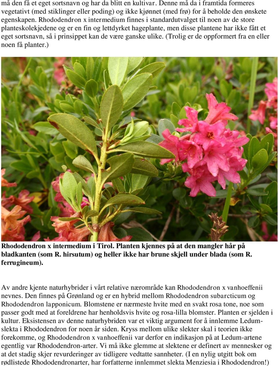 kan de være ganske ulike. (Trolig er de oppformert fra en eller noen få planter.) Rhododendron x intermedium i Tirol. Planten kjennes på at den mangler hår på bladkanten (som R.