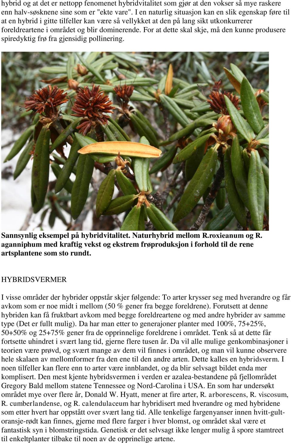 For at dette skal skje, må den kunne produsere spiredyktig frø fra gjensidig pollinering. Sannsynlig eksempel på hybridvitalitet. Naturhybrid mellom R.roxieanum og R.