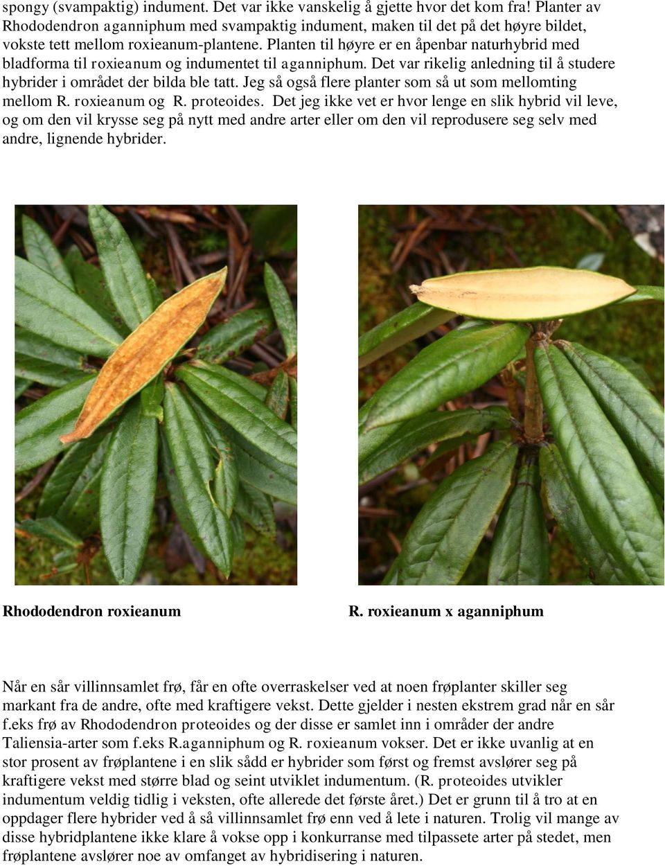 Planten til høyre er en åpenbar naturhybrid med bladforma til roxieanum og indumentet til aganniphum. Det var rikelig anledning til å studere hybrider i området der bilda ble tatt.