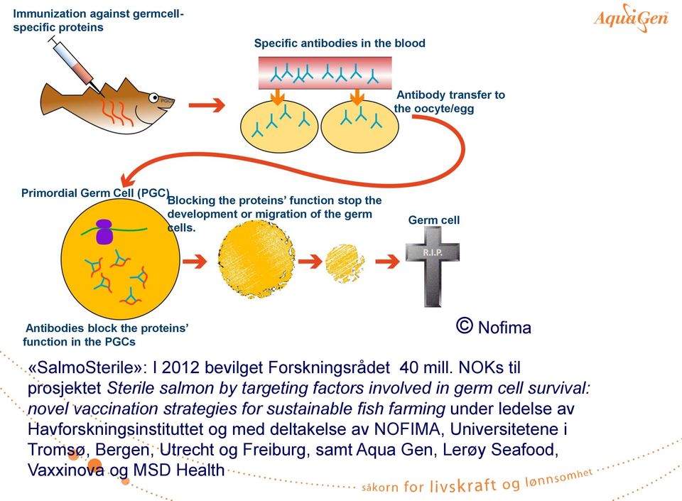 Germ cell Antibodies block the proteins function in the PGCs Nofima «SalmoSterile»: I 2012 bevilget Forskningsrådet 40 mill.