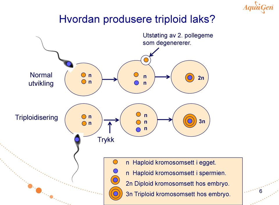 Normal utvikling n n n n 2n Triploidisering n n n n n 3n Trykk n