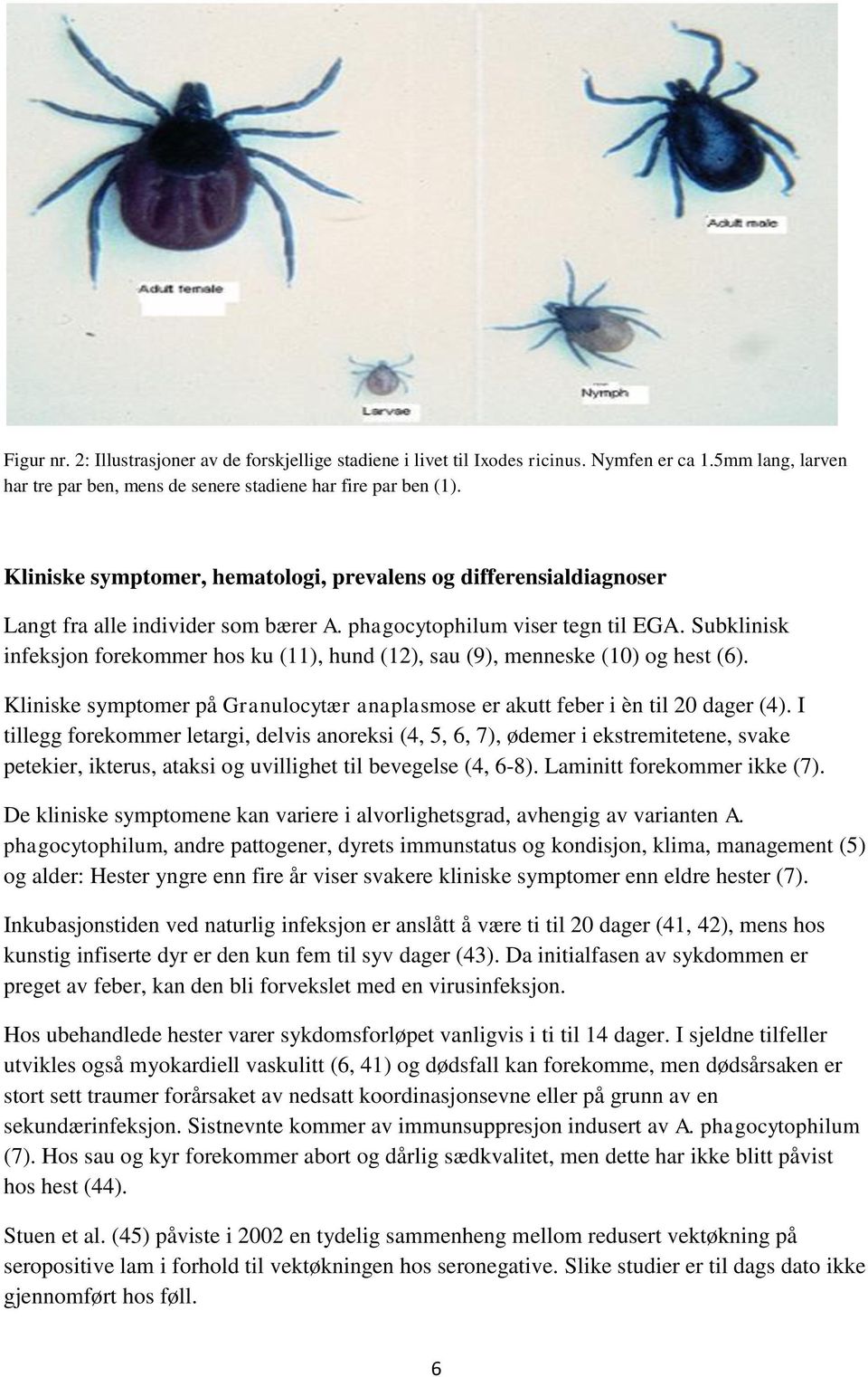 Subklinisk infeksjon forekommer hos ku (11), hund (12), sau (9), menneske (10) og hest (6). Kliniske symptomer på Granulocytær anaplasmose er akutt feber i èn til 20 dager (4).