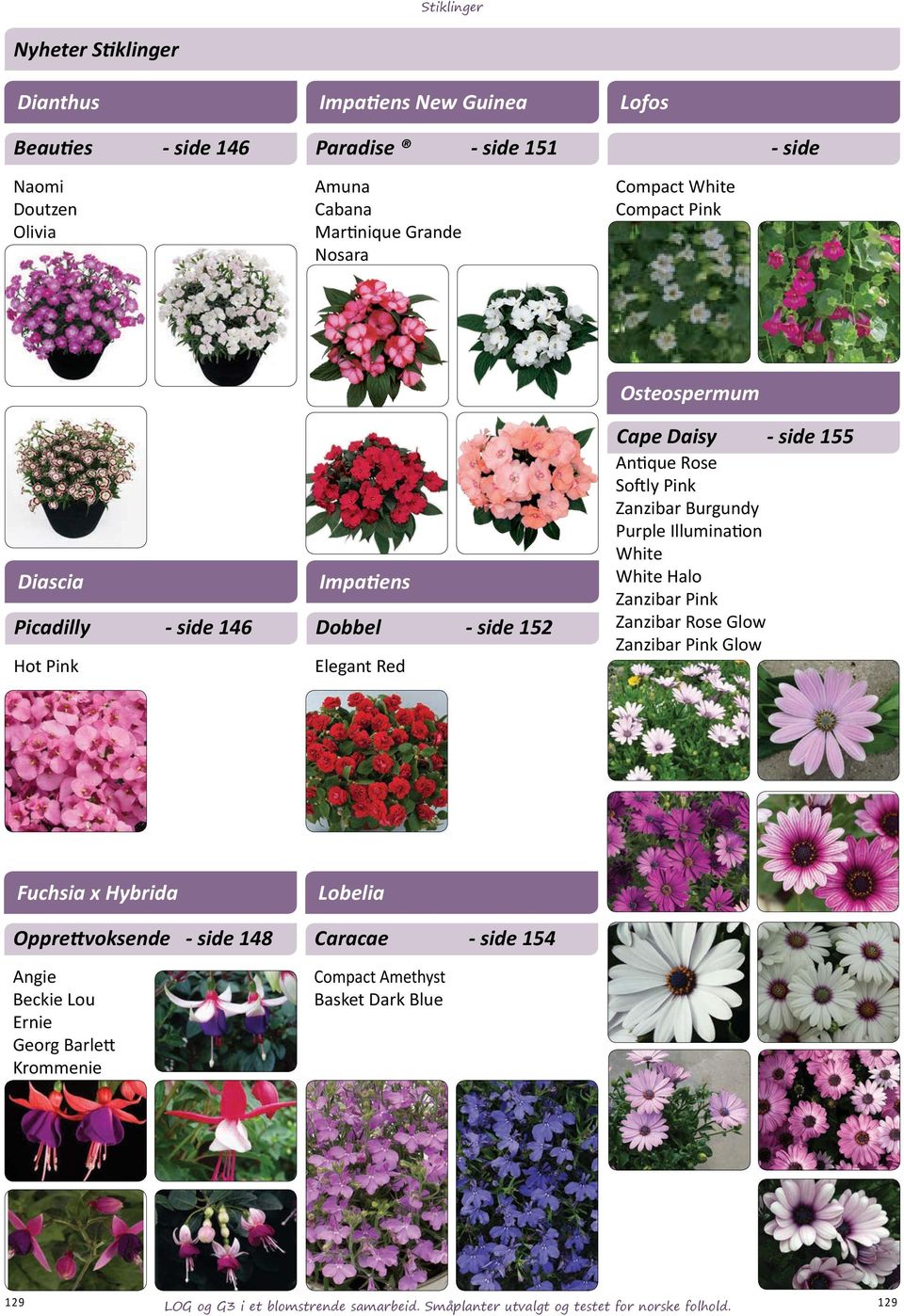 Zanzibar Burgundy Purple Illumination White White Halo Zanzibar Pink Zanzibar Rose Glow Zanzibar Pink Glow Fuchsia x Hybrida Lobelia Opprettvoksende - side 148 Caracae -