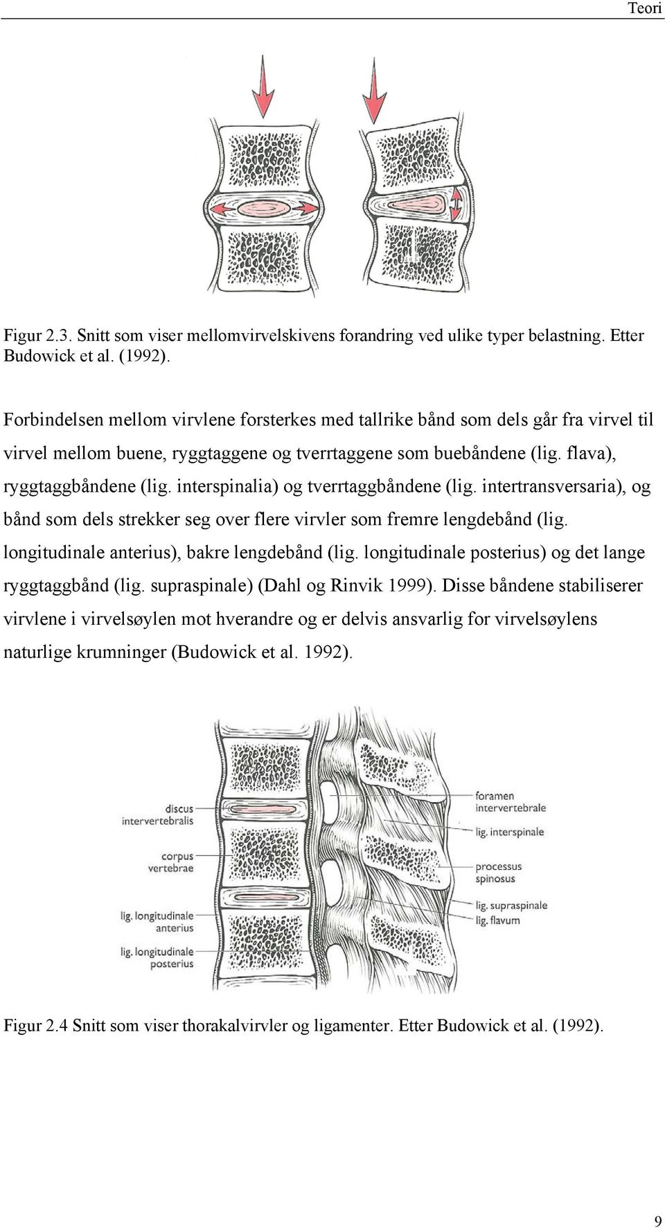 interspinalia) og tverrtaggbåndene (lig. intertransversaria), og bånd som dels strekker seg over flere virvler som fremre lengdebånd (lig. longitudinale anterius), bakre lengdebånd (lig.