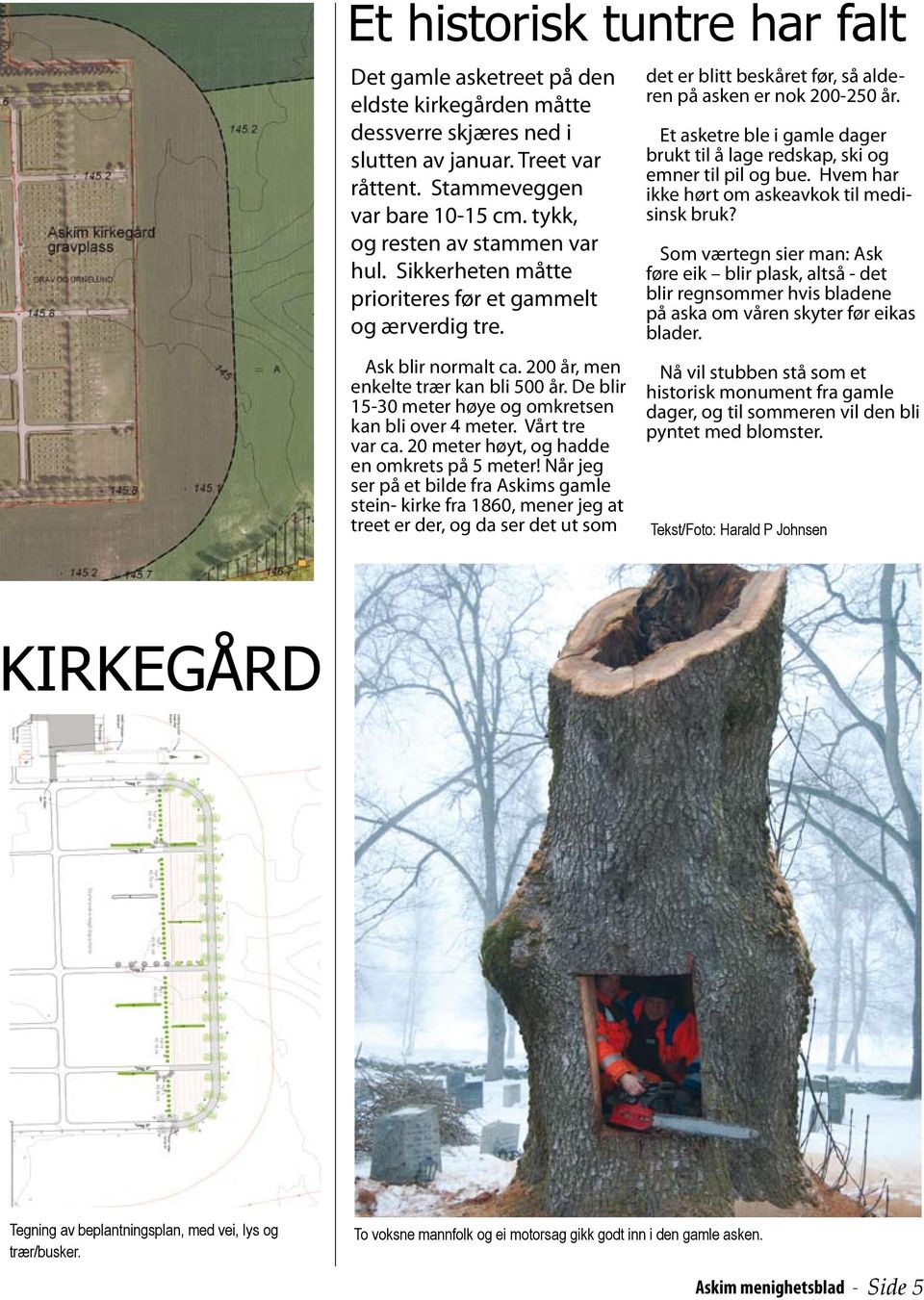 De blir 15-30 meter høye og omkretsen kan bli over 4 meter. Vårt tre var ca. 20 meter høyt, og hadde en omkrets på 5 meter!