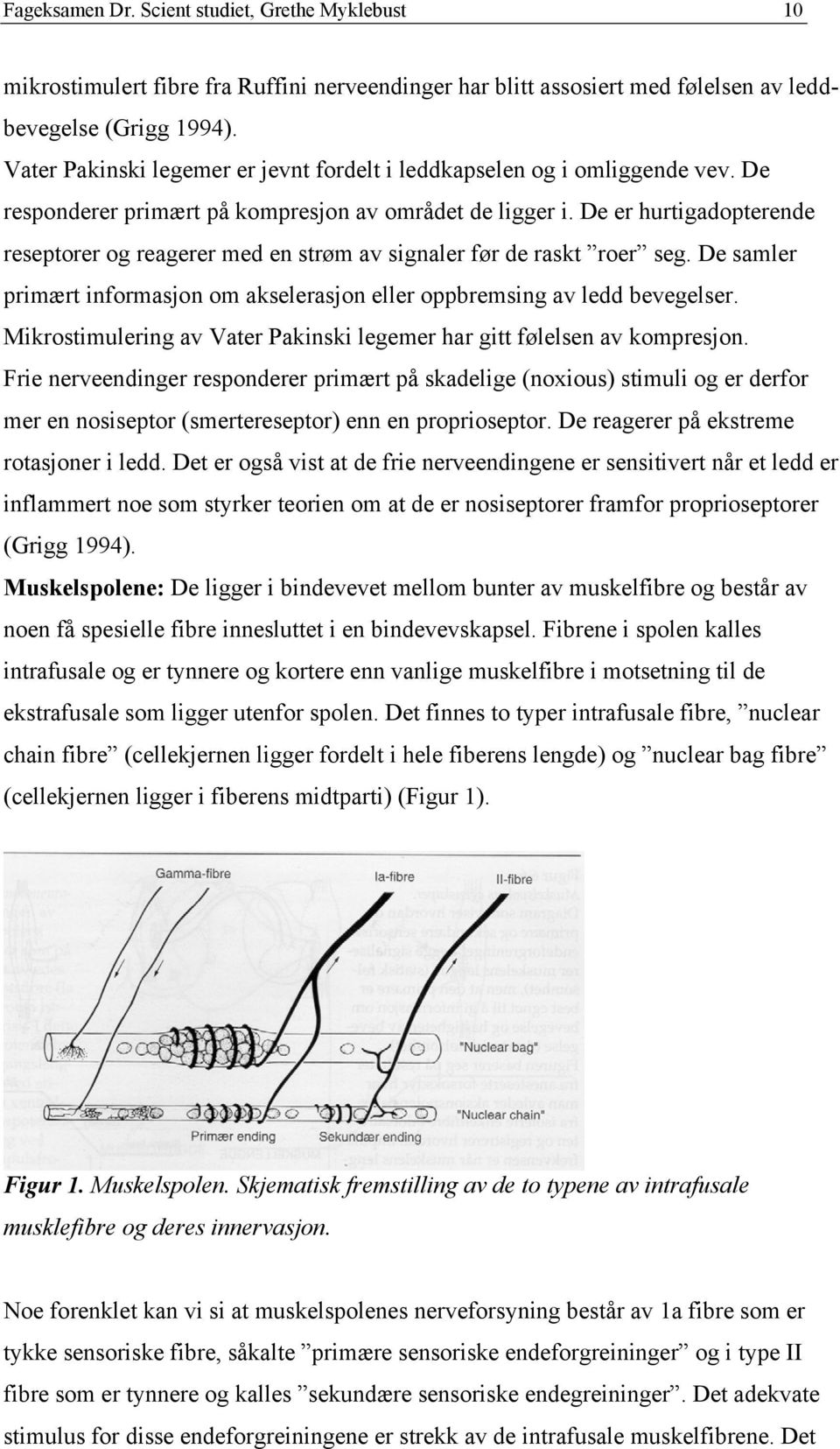 De er hurtigadopterende reseptorer og reagerer med en strøm av signaler før de raskt roer seg. De samler primært informasjon om akselerasjon eller oppbremsing av ledd bevegelser.